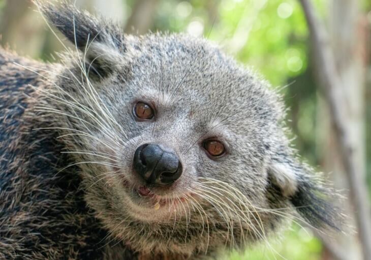 A close-up image of a binturong, also known as a bearcat, with its distinctive round face, small eyes, black nose, and long whiskers.