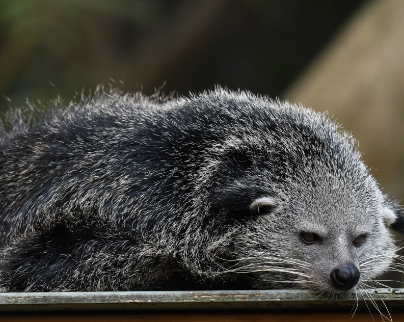 A binturong with coarse, dark and white fur lies down, resting its head and appearing relaxed.