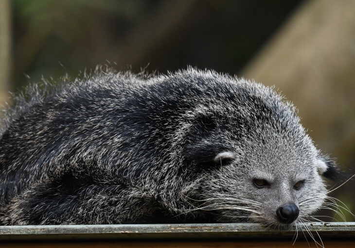 A binturong with gray and black fur lies down with its head resting on a surface, looking forward with half-closed eyes.