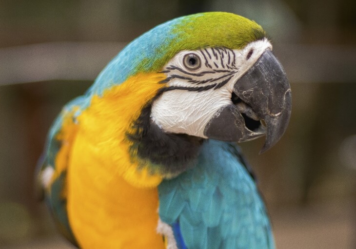A close-up of a blue-and-yellow macaw with vibrant blue, yellow, and green feathers and a large black beak.