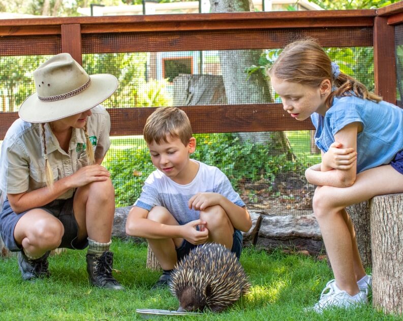 An adult and two children observe an echidna on grass inside an enclosed outdoor area. The adult wears a hat and boots, and the children crouch nearby, watching the animal closely.