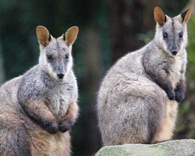 Two wallabies with gray fur stand close together, facing the camera, with a blurred green background.