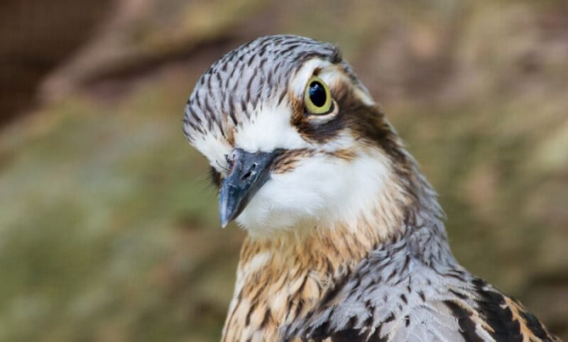 Close-up of a bird with brown and white feathers, a sharp beak, and large yellow eye, facing the camera with a blurred natural background.