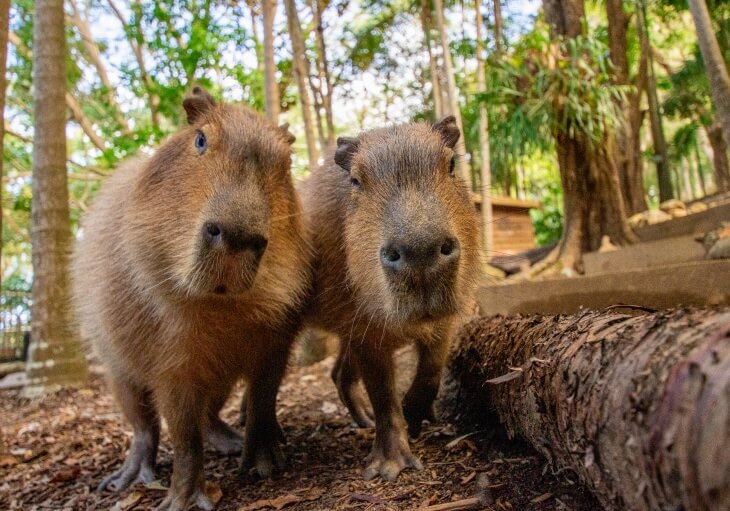 Two capybaras stand close together on the forest floor, looking directly at the camera with trees and sunlight in the background.
