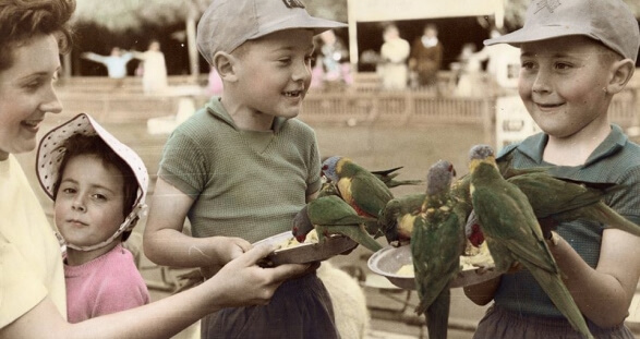 A group of children holding plates with vibrant birds perched on them, feeding the birds in an outdoor environment, possibly a park or zoo.