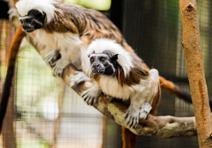 Two cotton-top tamarins with white crests and brown fur are perched on a tree branch inside an enclosure.
