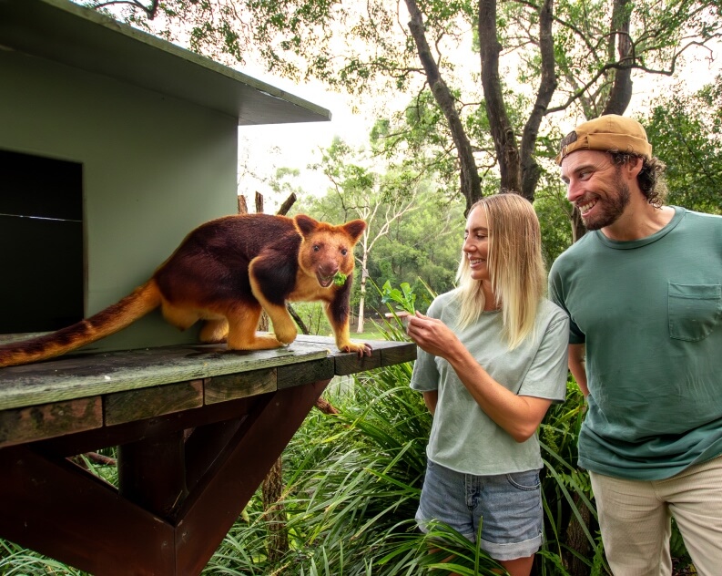 Two people stand outdoors watching a Goodfellow’s tree kangaroo on a wooden platform as one person offers food to the animal.