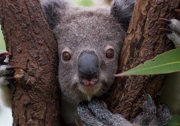 A close-up of a koala's face peering between two tree trunks. The koala’s grey fur, large round eyes, and black nose are prominent.
