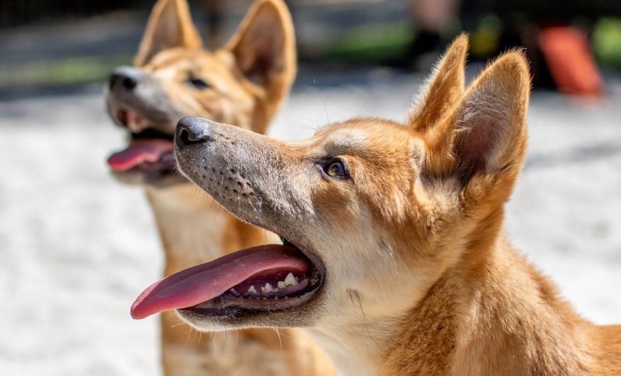 Two tan dogs with upright ears and open mouths pant in the sunlight, with a blurred outdoor background.