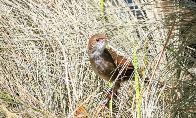 A small brown bird stands among tall dry grass, partially camouflaged by the surrounding vegetation.