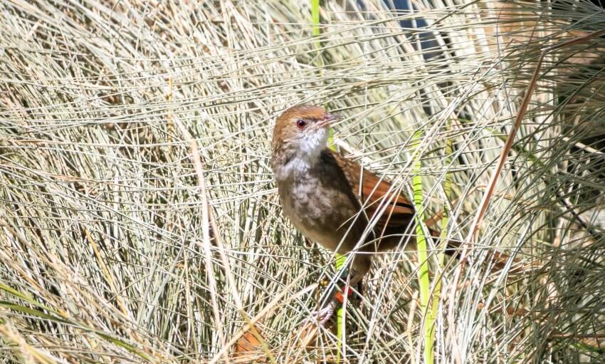 A small brown bird stands among tall dry grass, partially camouflaged by the surrounding vegetation.