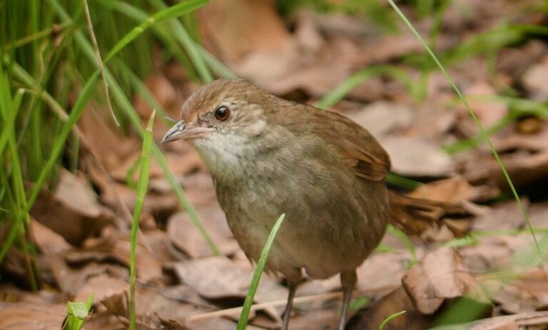 A small brown bird stands on the ground among green grass blades and dry brown leaves.