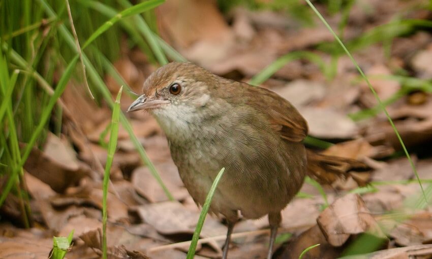A small brown bird stands on the ground among green grass blades and dry brown leaves.