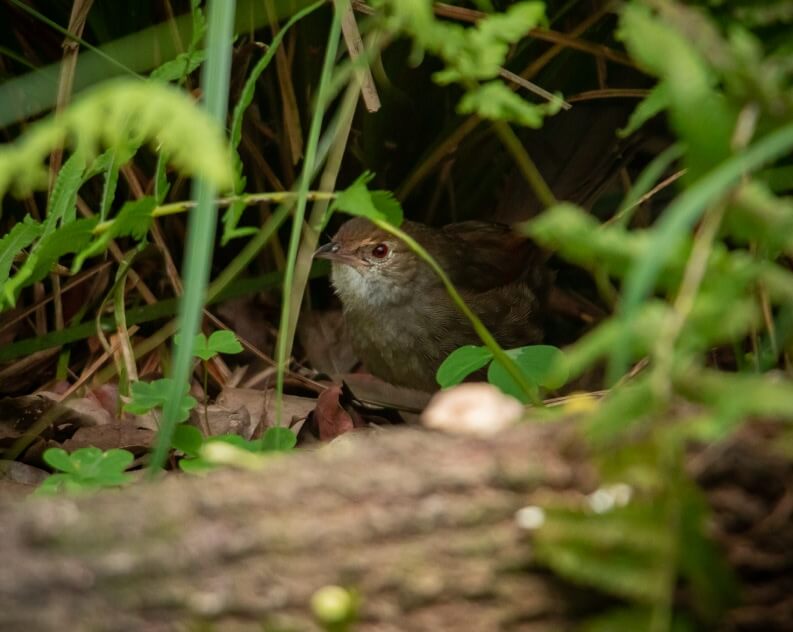 A small brown bird is partially hidden among green leaves and branches on the forest floor.