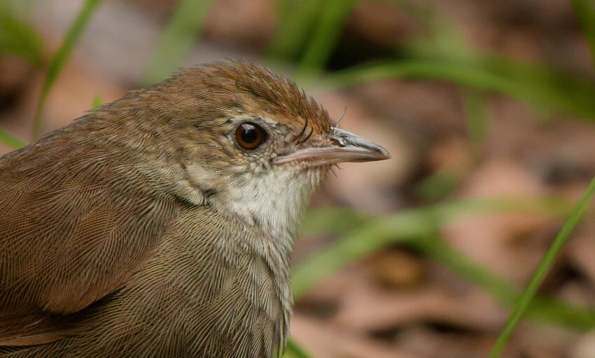 Close-up of a small brown bird with a pointed beak, with green grass and brown leaves blurred in the background.