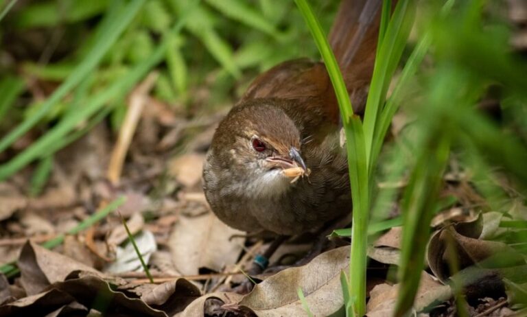 A small brown bird holding an insect in its beak stands on the ground among dry leaves and green grass.