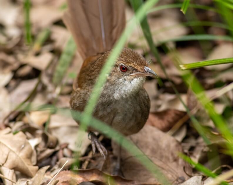 A small brown bird with a red eye stands on leaf litter, partially obscured by green grass blades.