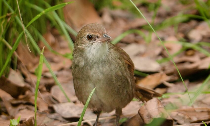 A small brown bird stands on the ground amid dry leaves and green grass, facing forward with its head slightly turned.