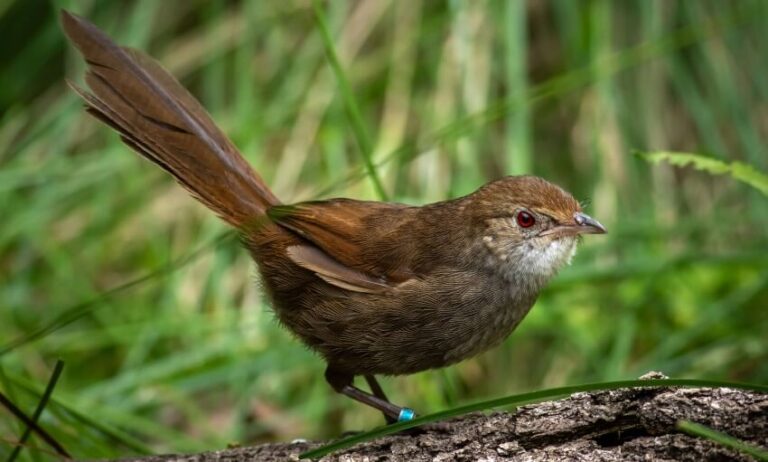 8 More Eastern Bristlebirds Join The Wild Ones