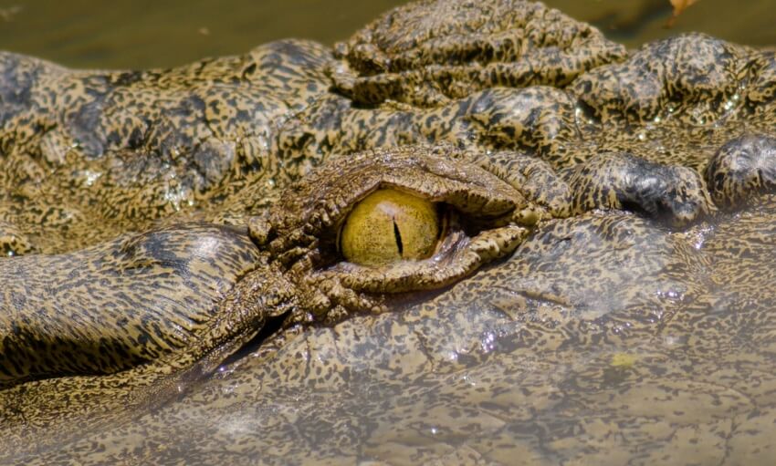 Close-up of a crocodiles partially submerged head in water, with its yellow-green eye and textured skin clearly visible.
