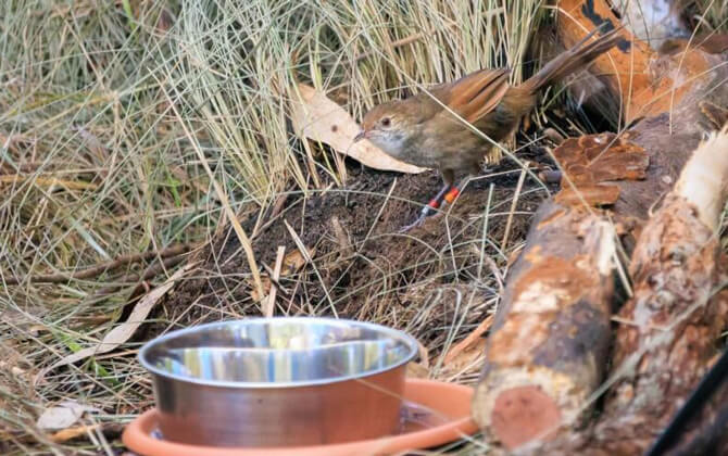 A small brown bird with a leg band stands on soil near logs and tall grass; a metal water bowl in an orange dish is in the foreground.