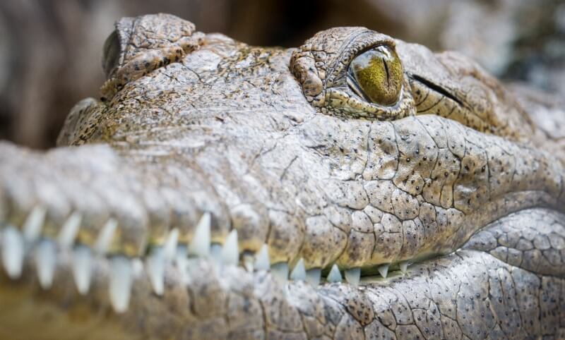 Close-up view of a crocodiles face, showing its textured skin, sharp teeth, and a focused, yellow-green eye.