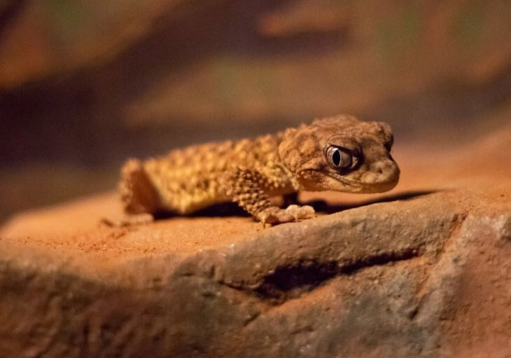 A close-up image of a gecko perched on a rocky surface. The gecko has a textured, brownish-yellow skin, which blends seamlessly with the naturalistic background resembling its habitat.
