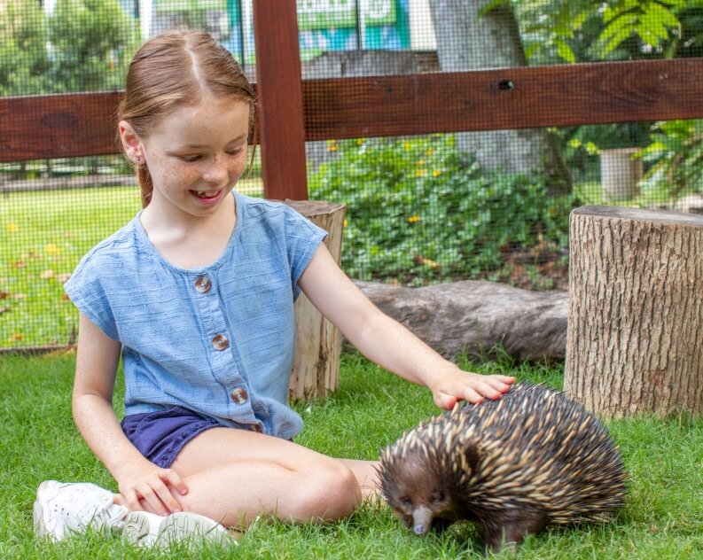 A young girl sitting on grass gently pets an echidna in an outdoor enclosure.