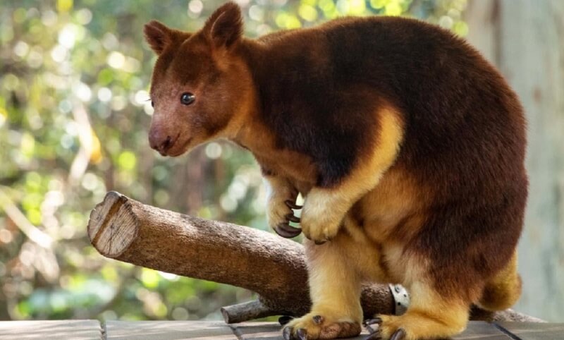 A tree kangaroo with reddish-brown fur and lighter underparts stands on a wooden surface next to a branch, with greenery in the background.