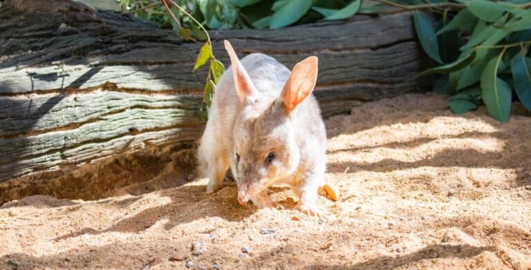 A bilby stands on sandy ground with a fallen log and green leaves in the background.