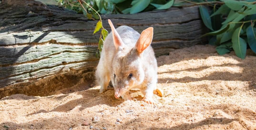 A bilby stands on sandy ground with a fallen log and green leaves in the background.