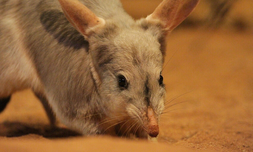 A close-up of a bilby with large ears, grey fur, and a long snout, standing on sandy ground.