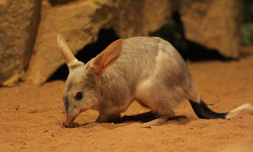A small bilby with large ears and a long black-tipped tail is walking on sandy ground near some rocks.