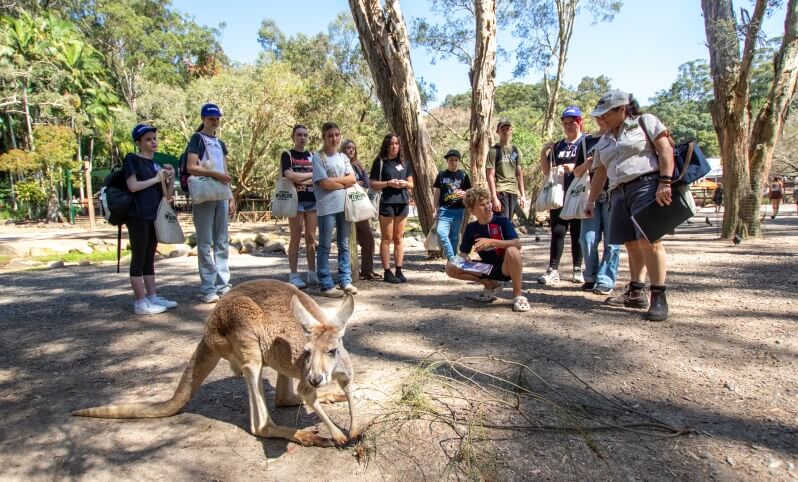 Group of teenagers and adults observing a kangaroo in a zoo enclosure.
