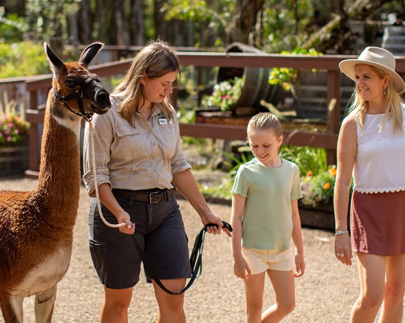A woman leads a llama on a leash while walking with a young girl and another woman outdoors on a sunny day.