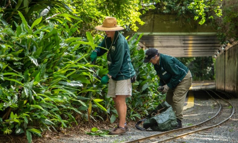 Two people in hats and green uniforms trim plants beside railroad tracks, placing cuttings into a large bag, with trees and a tunnel in the background.