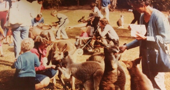 A group of people engaging with kangaroos in an outdoor setting, possibly a park or zoo. Several kangaroos surround the visitors, who are feeding and petting them.