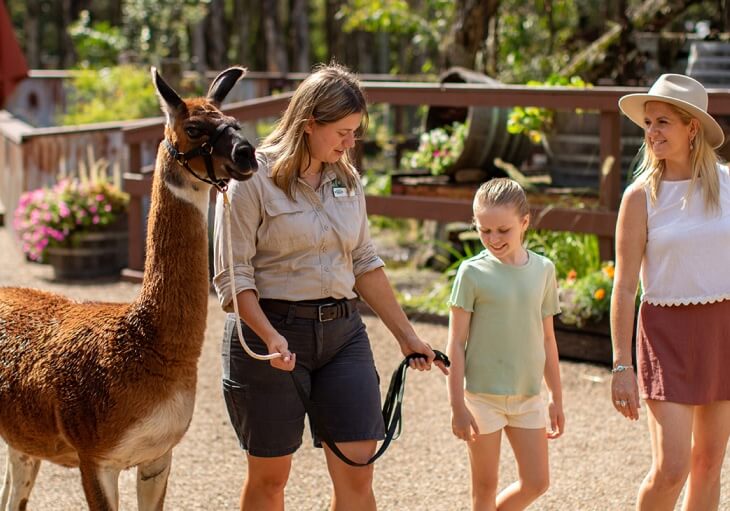 A woman leads a llama on a leash while walking with a young girl and another woman outdoors on a sunny day.