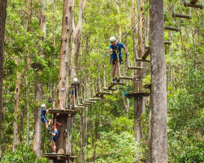 People wearing helmets and harnesses navigate a treetop rope course in a forest, crossing suspended wooden planks between tall trees.