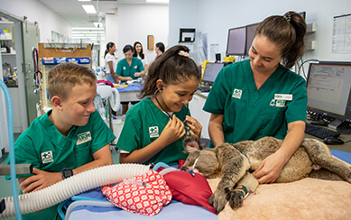 Young people in scrubs examine a koala, receiving veterinary care in a clinic.