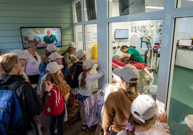 Group of children observing a veterinarian performing a procedure through a glass window.