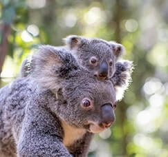 A gray koala mother holds her joey on her back in a lush green forest.