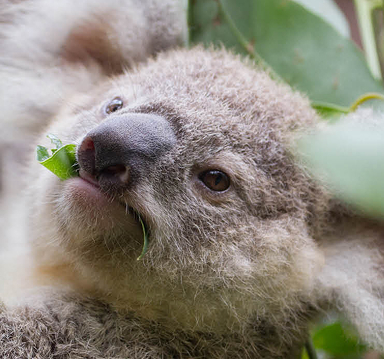 Gray koala resting in a tree, holding and eating eucalyptus leaves.
