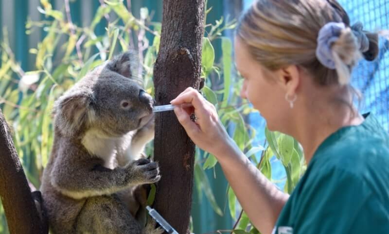 A woman in a green shirt feeds a koala medicine using a syringe while the koala clings to a tree.