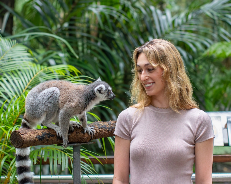 A ring-tailed lemur sitting on a wooden pole very close to a woman, inquisitively looking at her. The woman is smiling, looking into the lemur's eyes. They are surrounded by ferns and tropical trees