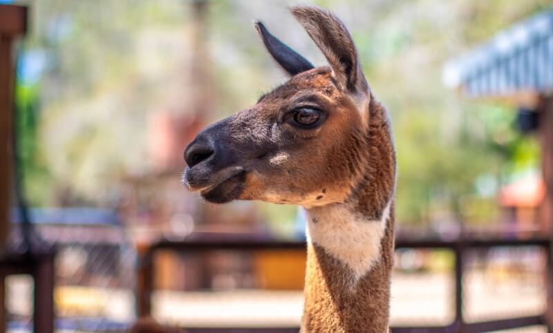 A close-up of a llamas head with brown and white fur, standing outdoors with a blurred background.