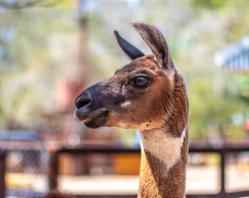 A close-up of a llama standing outdoors, showing its head and neck with a blurred background of trees and a fence.
