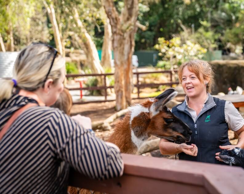 Woman interacting with a llama at an animal enclosure.