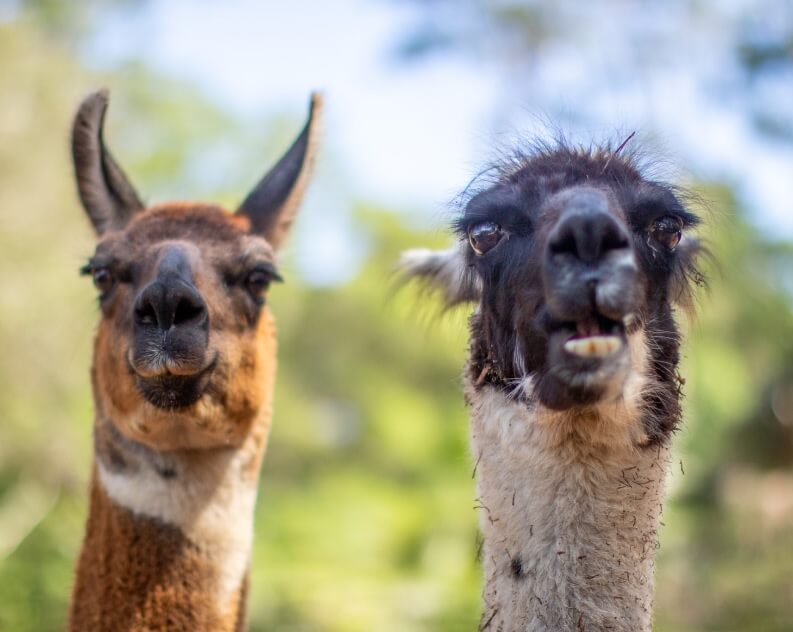 Two llamas with curious expressions stand outdoors, facing the camera, with a blurred green background.