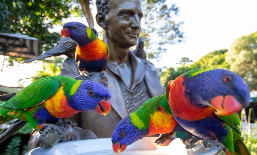 Four colorful rainbow lorikeets perch and drink water in front of a bronze statue of a man in an outdoor, leafy setting.